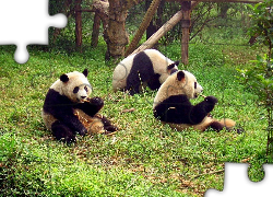 Trzy, Jedzące, Bambus, Pandy
