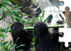 Panda, Jedząca, Bambus