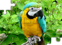 Papuga, Łąkówka turkusowa
