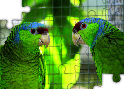 Dwie, Papugi