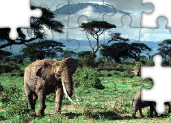 Afryka, Słonie