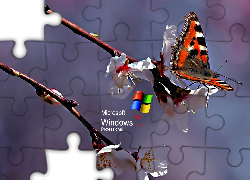 Logo XP, Motyl, Rusałka pokrzywnik, Kwiat