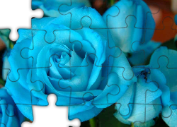 Niebieska, Róża, Kwiat