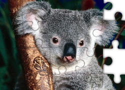 Koala, Nos, Drzewo