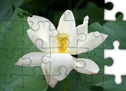 Biały, Kwiat, Lotos