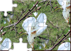 Krzew, Magnolii