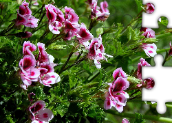 Kwiat, Pelargonia, Angielska