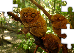 Małe, Małpki, Bohol Tarsier