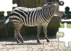 Zebra, ZOO