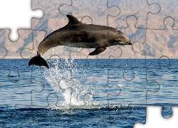 Morze, Delfin, Skok, Zdjęcie