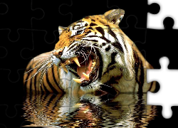Ryczący, Tygrys, Odbicie