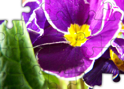 Fioletowy, Kwiat, Prymula