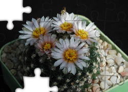 Kaktus, Białe, Kwiatki, Doniczka
