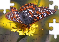 Motyl, Przeplatka maturna, Żółte, Kwiatki