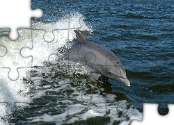 Delfin, Morze, Fala