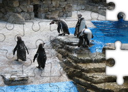 Pingwiny, Zoo
