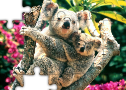 Dwa, Misie, Koala, Drzewo