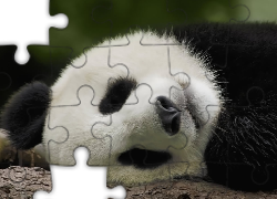 Śpiąca, Panda