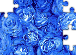 Niebieskie, Róże