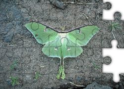 Zielony, Motyl, Liść