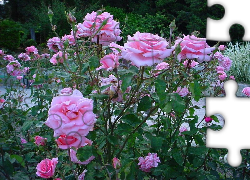 Krzewy, Różowych, Róż