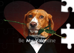 Czerwona, Róża, Pies, Be My Valentine