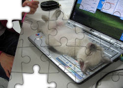 Kot, Klawiatura, Laptop, Odpoczynek