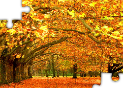 Park, Jesienią, Drzewa