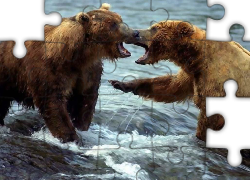Dwa, Niedźwiedzie, Walka