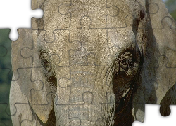Głowa, Słonia