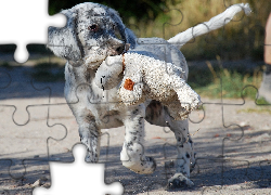 Pies,  Owczarek australijski, Australian shepherd
