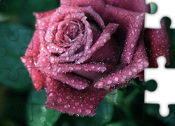 Purpurowa, Róża, Krople