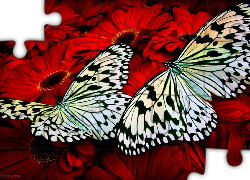 Motyle, Kolorowe, Kwiaty