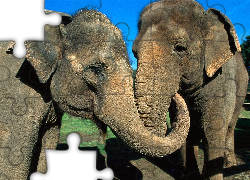 Dwa, Objęte, Słonie