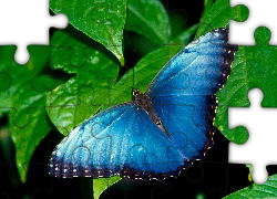 Niebieski, Motyl, Zielone, Liście