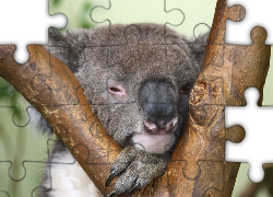 Koala, Sen