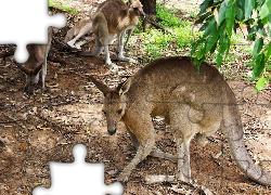 Kangury, Australia