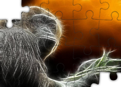 Szympans, Grafika