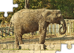 Słoń, Zagroda