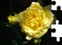 Żółta, Róża