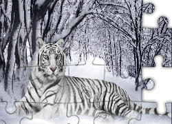 Tygrys, Las, Śnieg