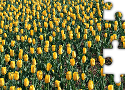 Plantacja, Żółtych, Tulipanów