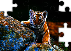 Tygrys, Kamienie, Liście, 3D