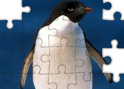 Zapatrzony, Pingwin