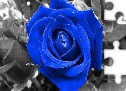 Niebieska, Róża
