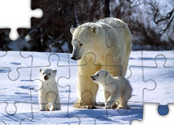 Rodzina, Niedźwiedzi, Polarnych