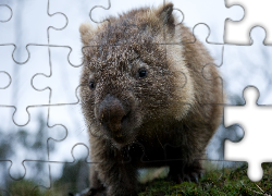 Mały, Wombat
