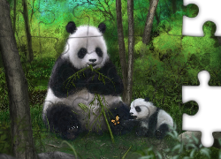 Pandy, Bambus, Motyl