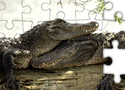 Miłość, Krokodyli