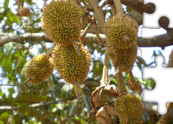 Durian, Owoce